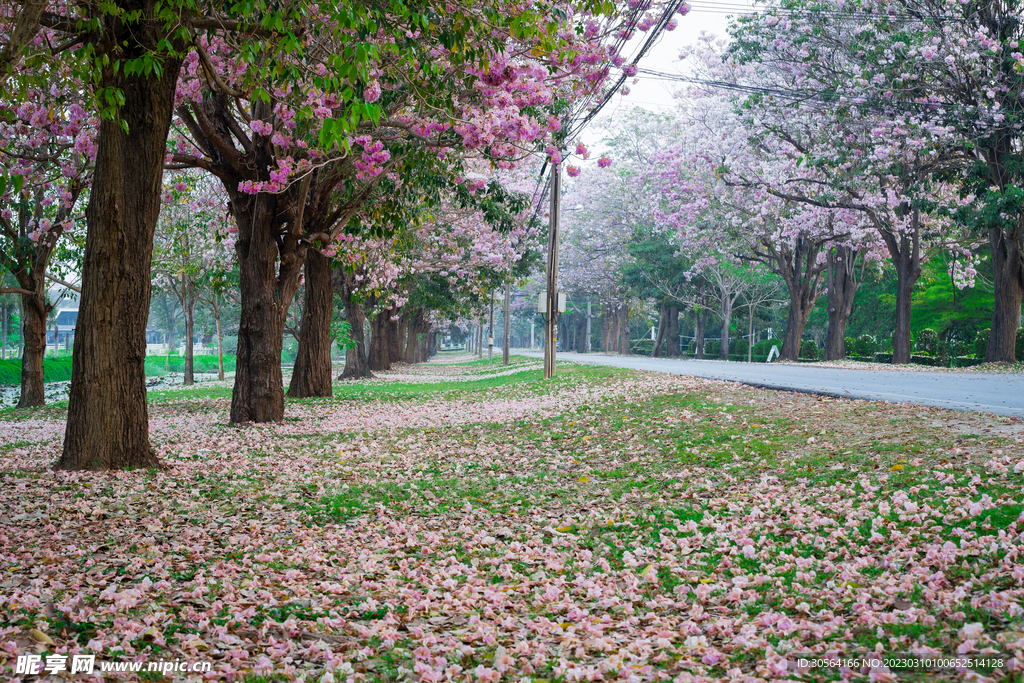 桃花林