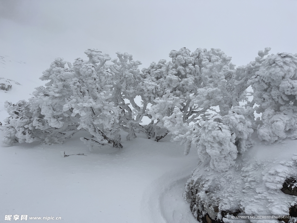 雪景