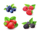 蓝莓草莓树莓黑莓