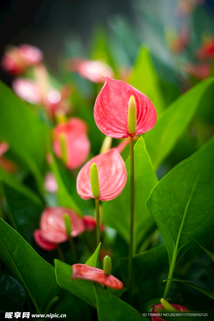 花燭