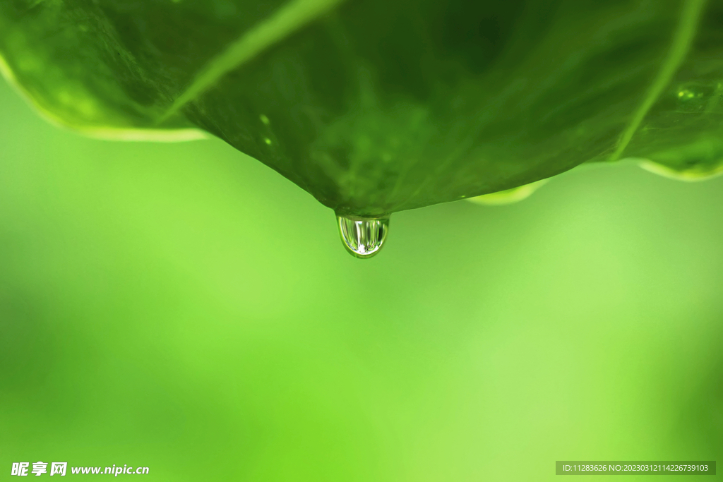 植物雨滴攝影