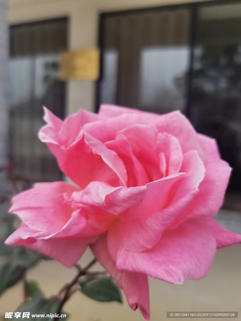 玫瑰花