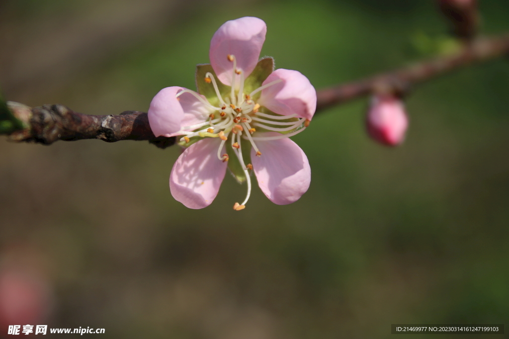 桃花  粉色  春天 季节