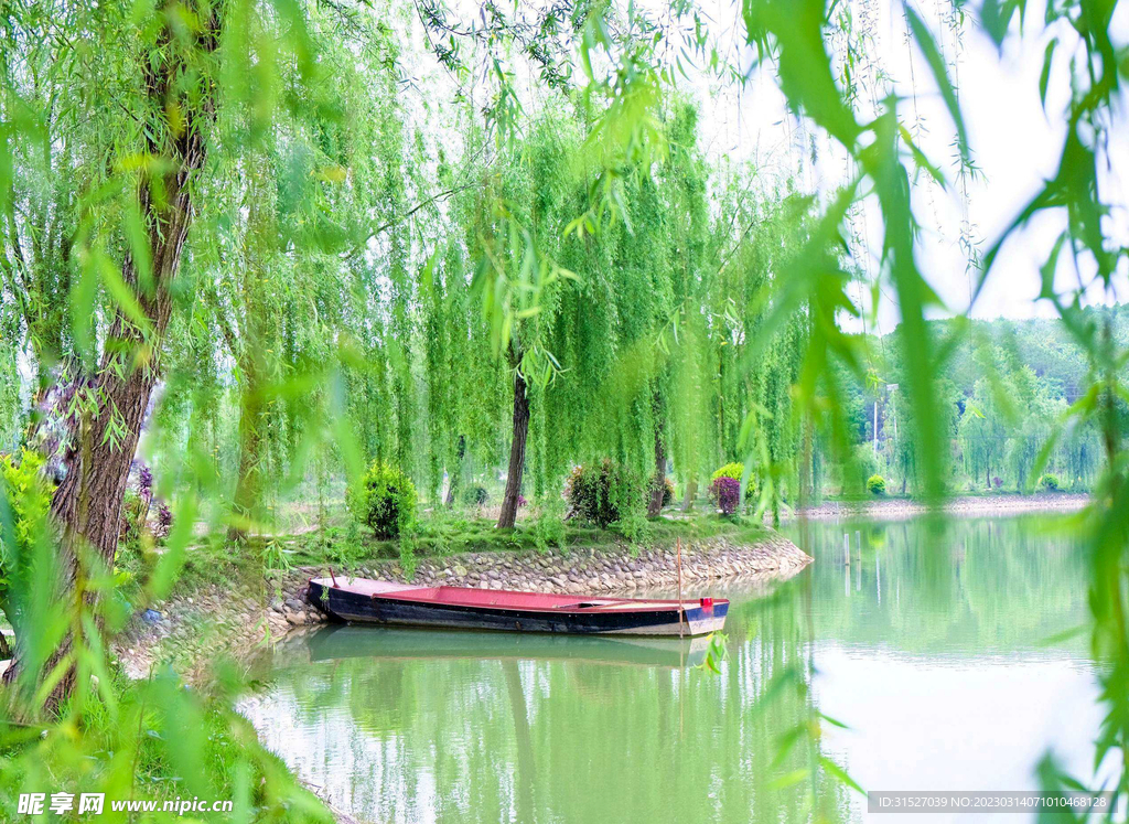 湖邊的柳樹