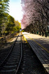 铁路樱花