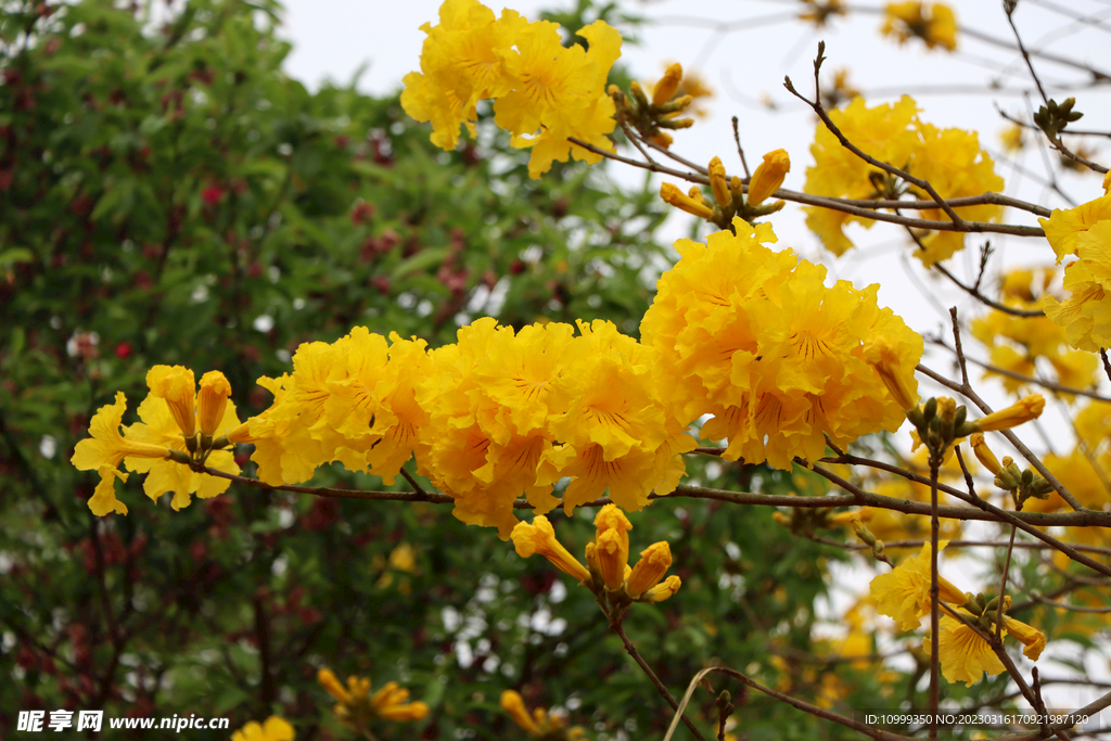 風(fēng)鈴花