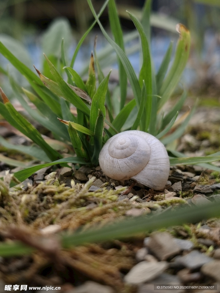 小草蜗牛