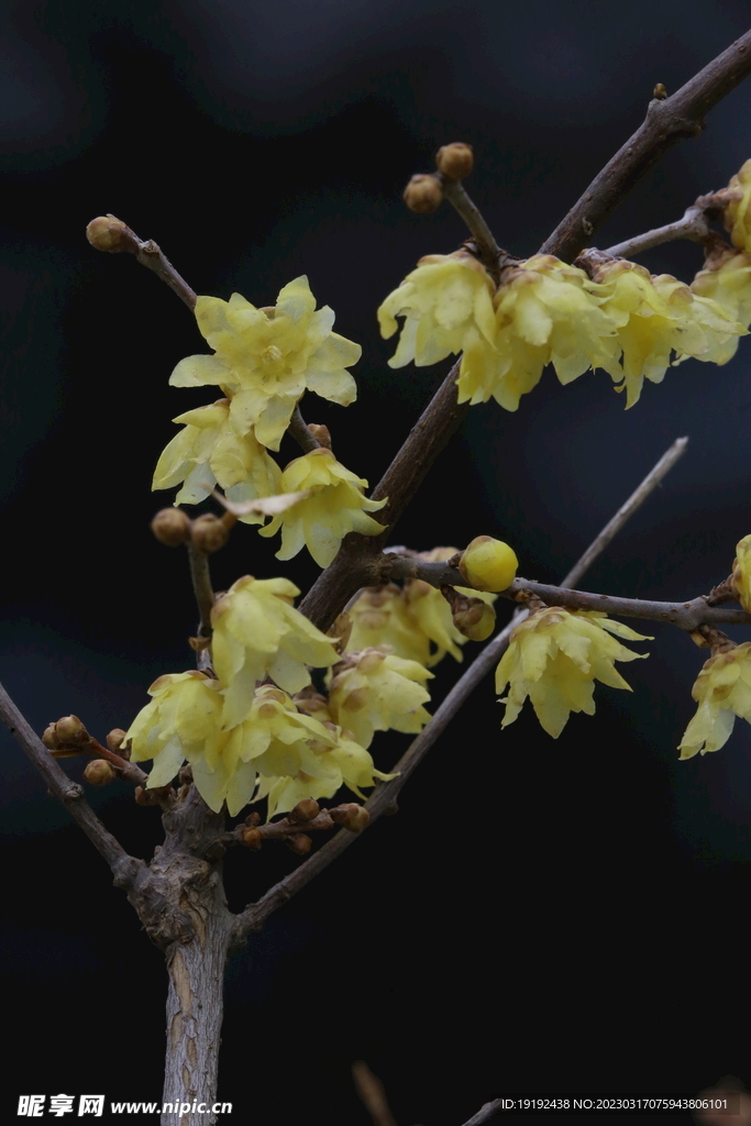 蜡梅花 