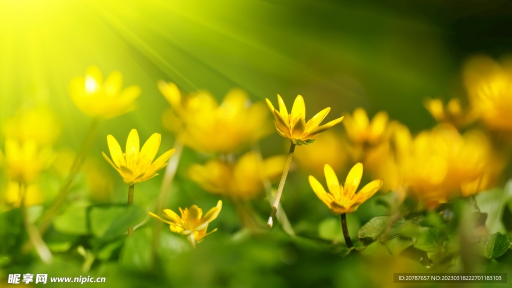 小黃花