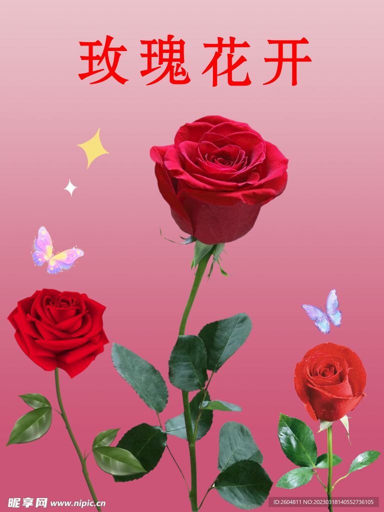 玫瑰花開