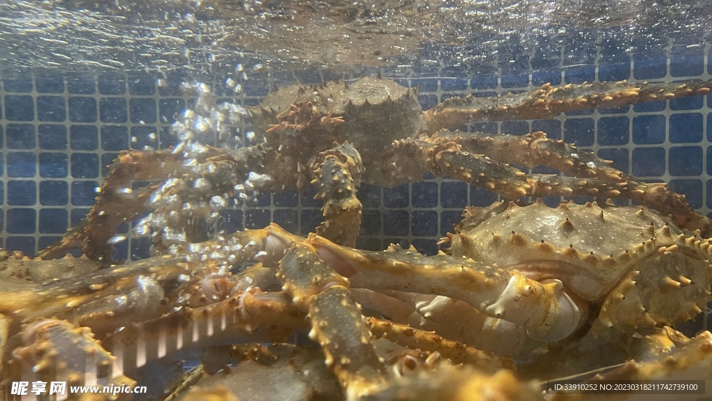 鲜活帝王蟹生猛海鲜海鲜池摄影