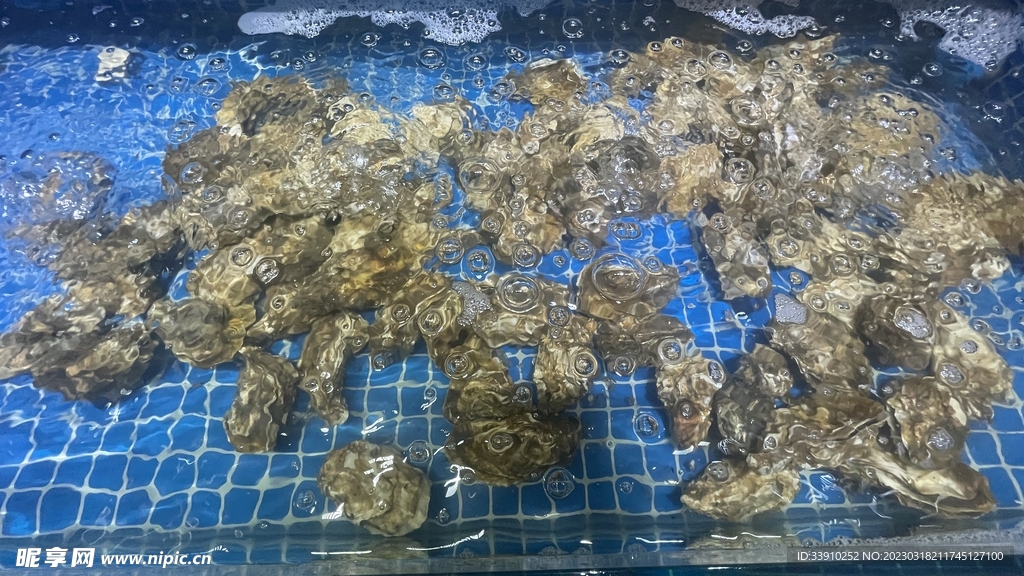 鲜活乳山生蚝牡蛎水海鲜池摄影图