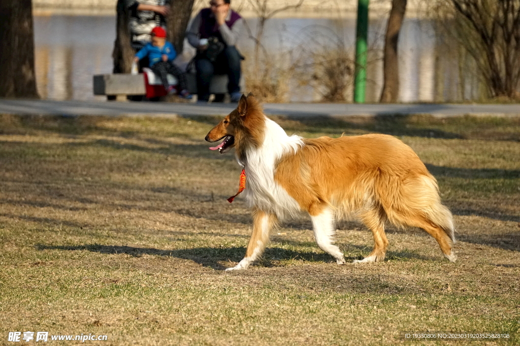 奔跑的宠物狗苏格兰牧羊犬