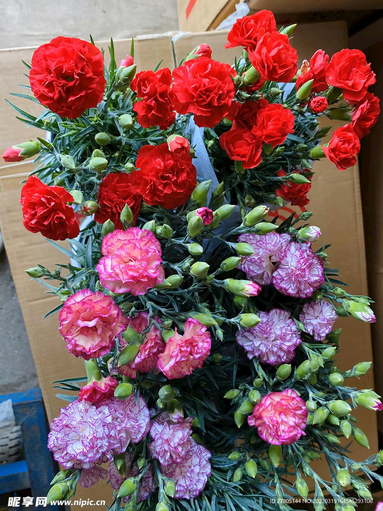 紅粉康乃馨