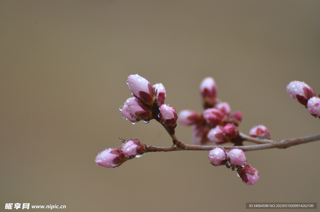 早春花蕾