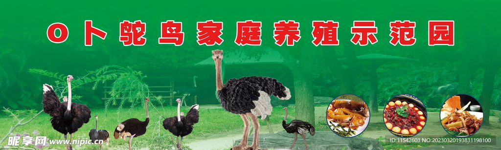 鸵鸟养殖宣传展板喷绘
