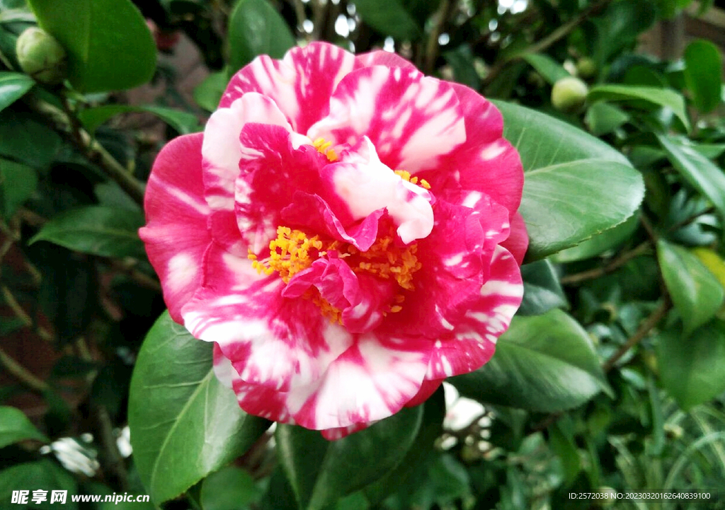 山茶花開