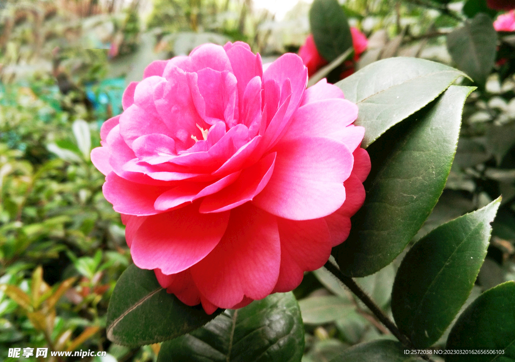 山茶花開