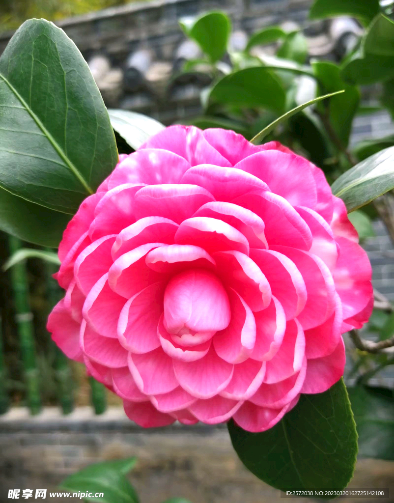 山茶花開