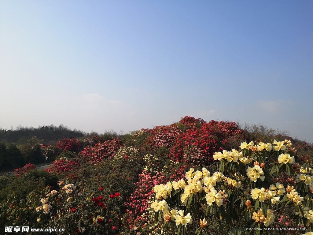 百里杜鵑