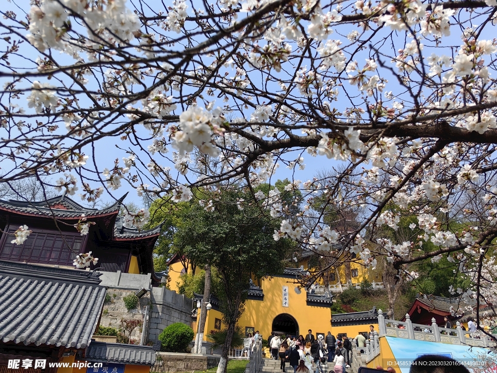 雞鳴寺櫻花