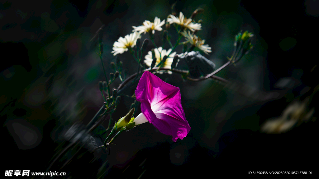 牽牛花