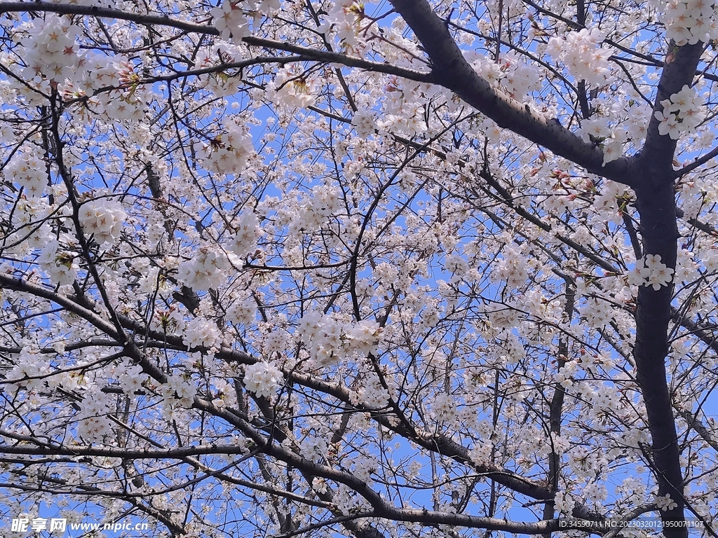 春天的花樹
