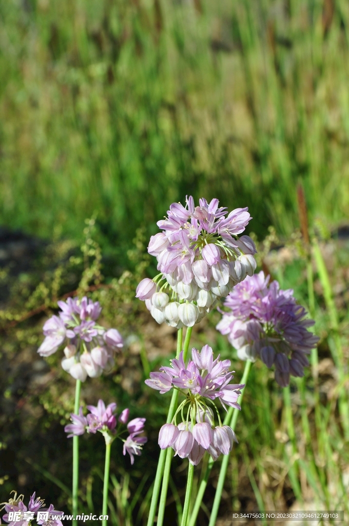 野生韭菜花