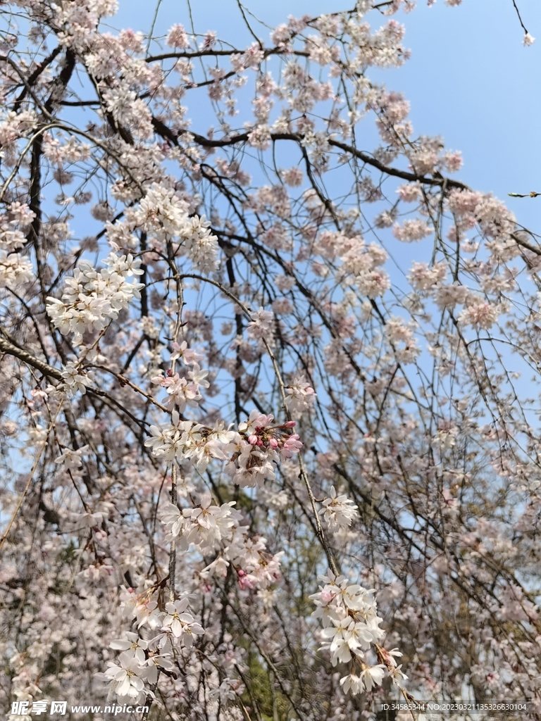 粉櫻