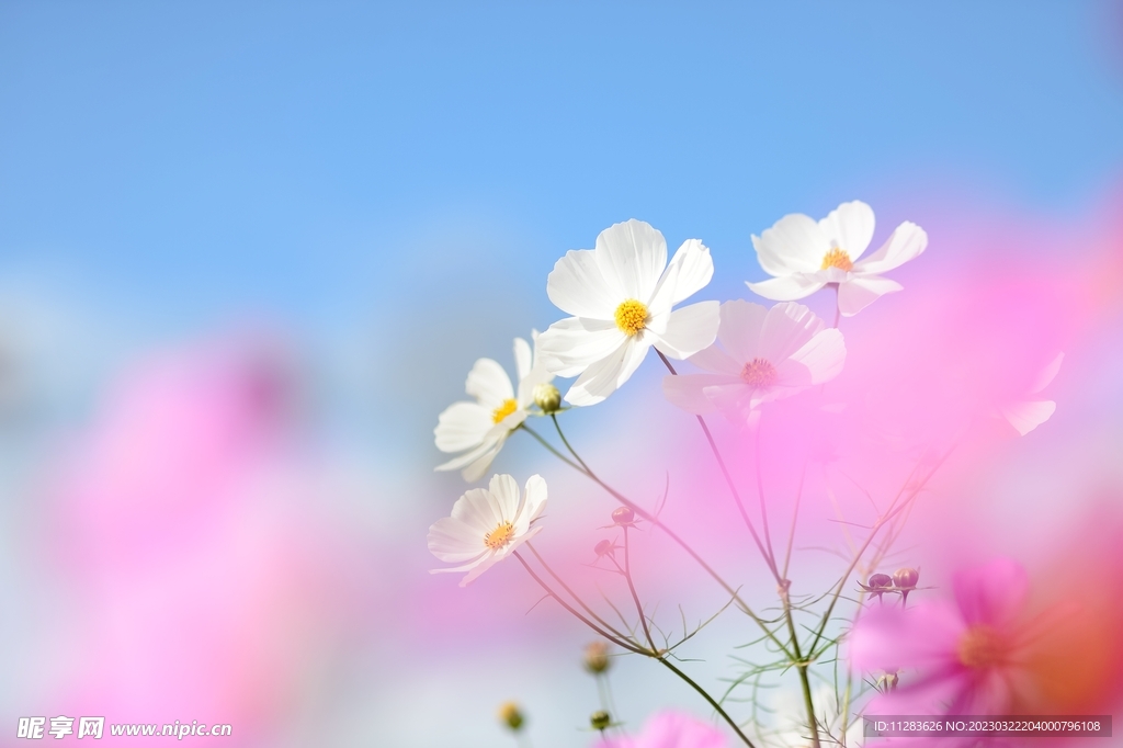 鮮花壁紙