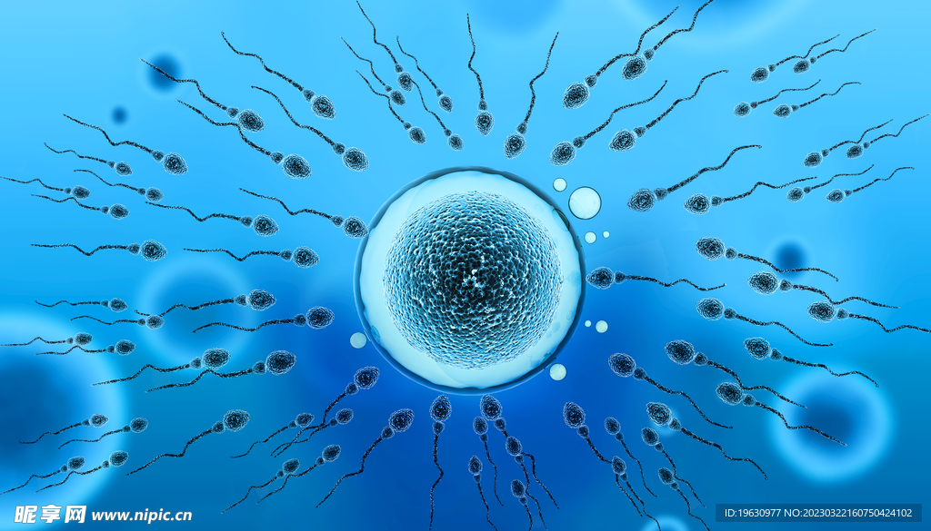 精子卵子相遇图