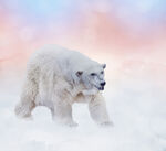 雪地里行走的北极熊