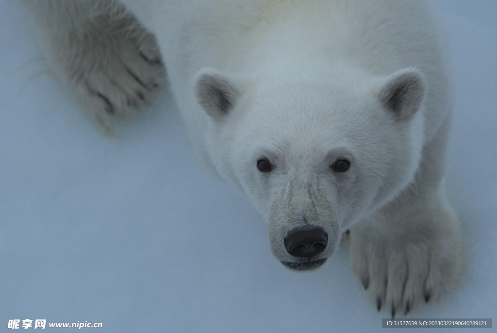北极熊摄影素材