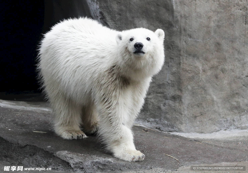 北极熊摄影素材