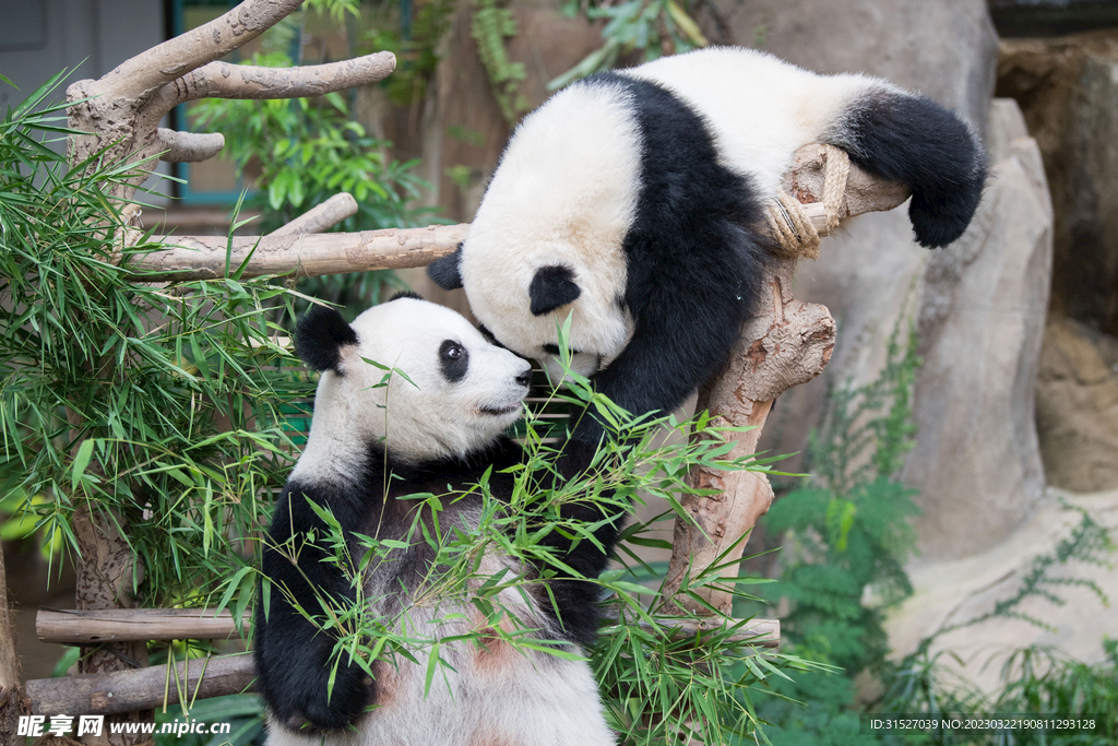 熊猫高清摄影