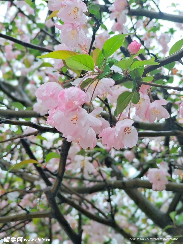 海棠花