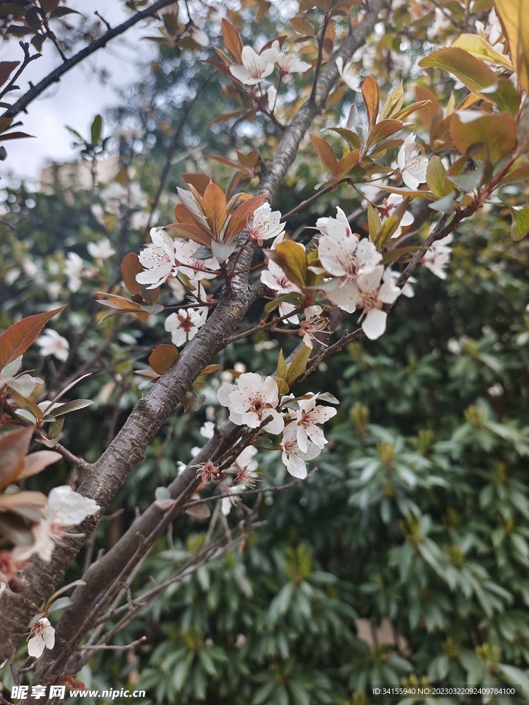 桃花