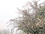 海棠花