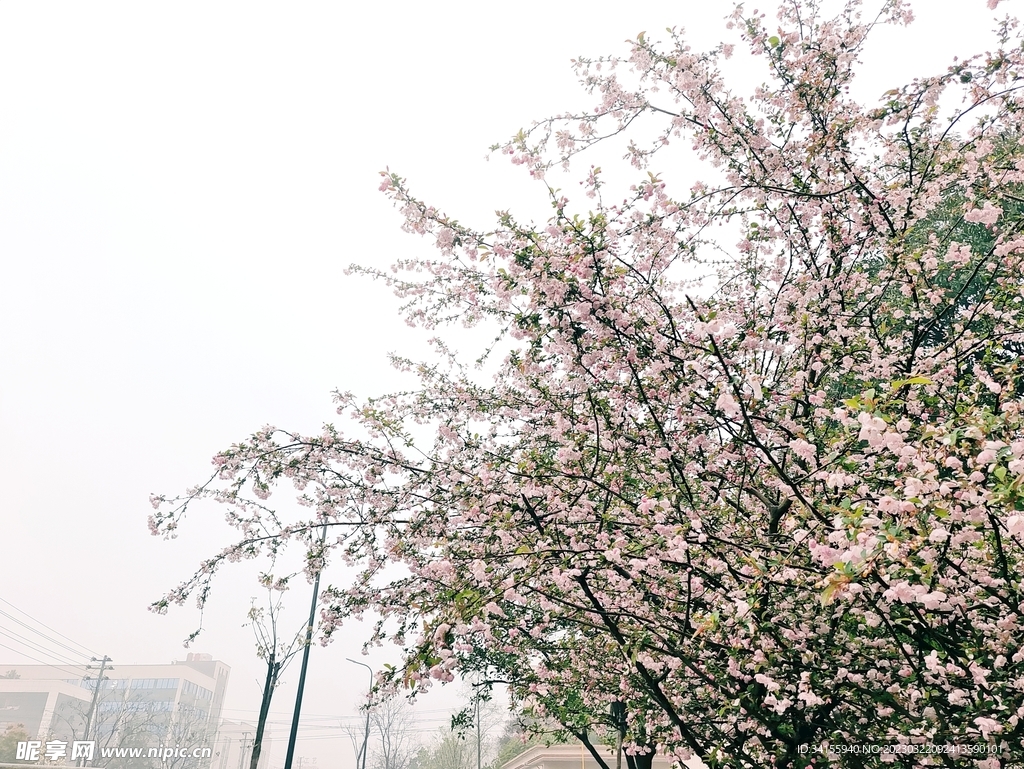 海棠花