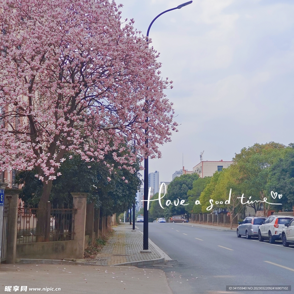 街邊玉蘭