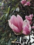 玉蘭花
