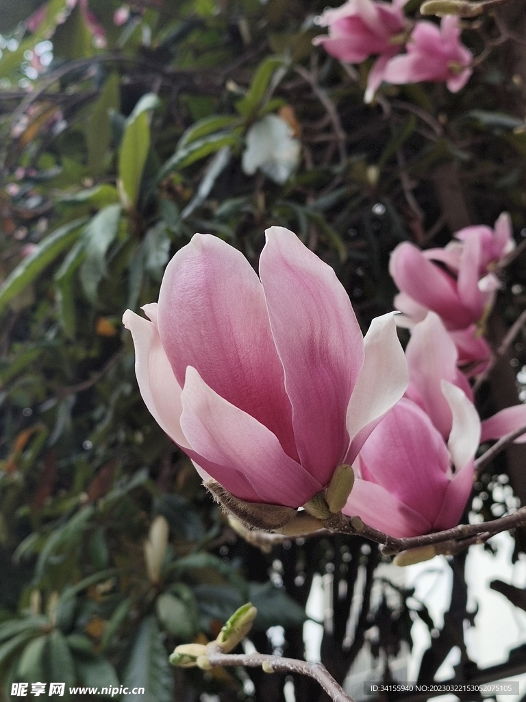 玉蘭花