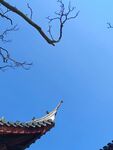 上海龙华寺屋檐与树枝