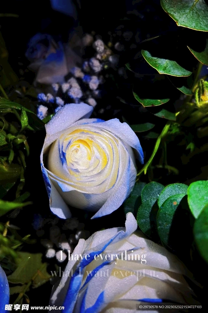 玫瑰花