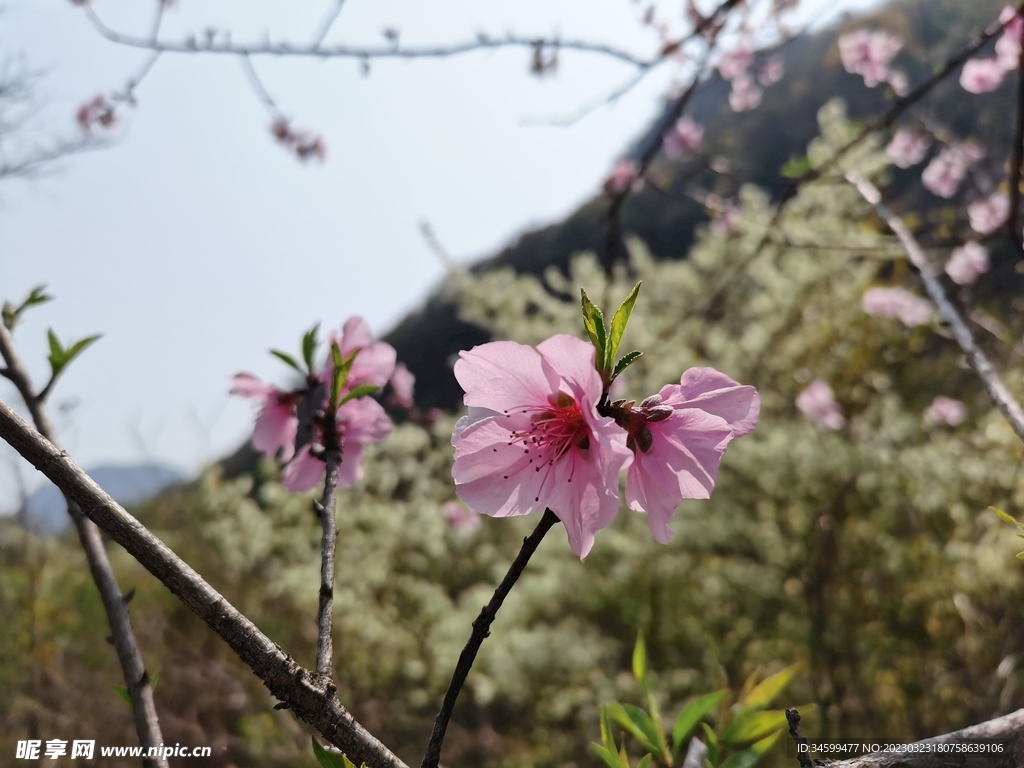 桃花