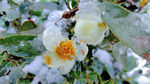 大雪中盛开的茶花