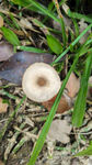 蘑菇野生菌白蘑菇