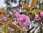 樱花花红花粉色粉花