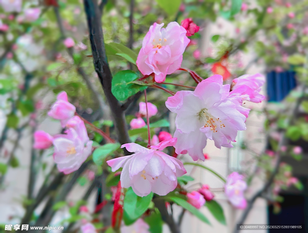 春天的花