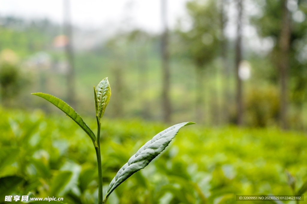  新鮮茶葉          